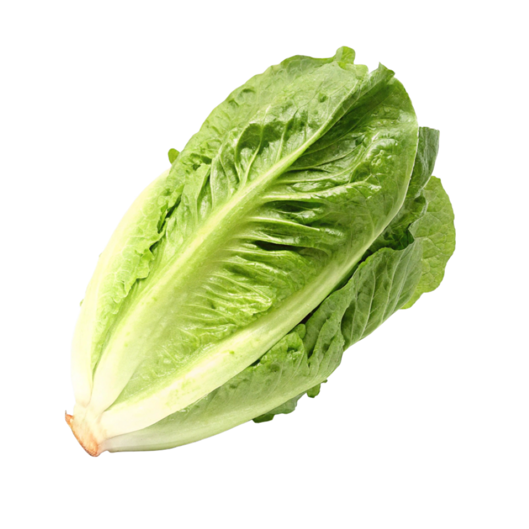 AAA ROMAINE WHOLE HEAD 